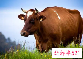 女人梦到牛预示着什么