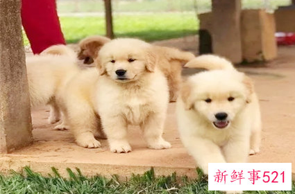 养狗要养什么颜色的才好