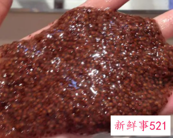 假海藻和真海藻的区别