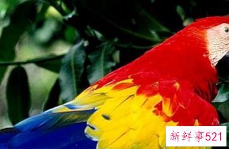 如何正确的养鹦鹉