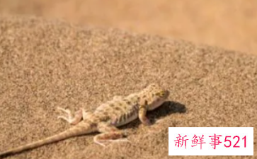 梦见壁虎往我身上跳