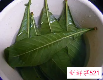 枇杷叶煮水喝多了有害处吗