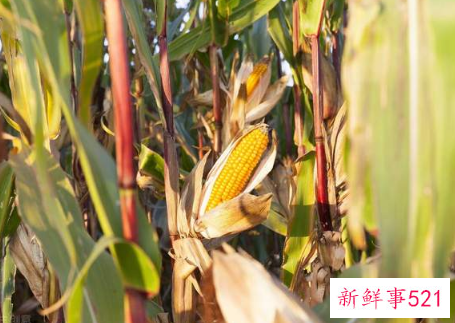 近期玉米还会涨价吗