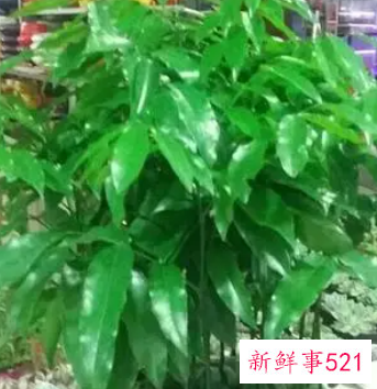 绿色元宝的寓意