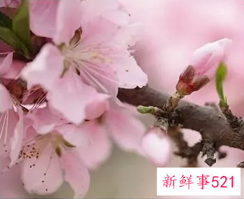 办公室摆放什么植物可以增加桃花运