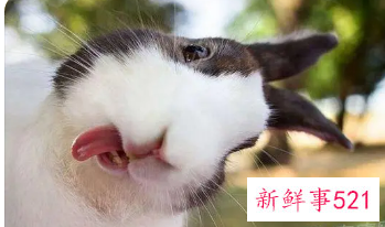 属兔的女宝宝取名大全