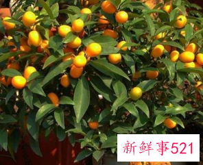 客厅放什么花最旺财