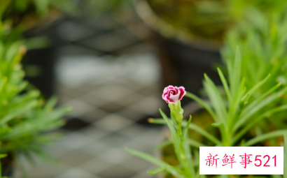 康乃馨花语和赠送对象