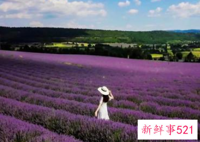 中国最大的薰衣草种植基地