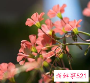 春节家庭摆放鲜花