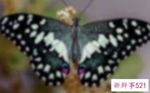 孕妇梦见蝴蝶生儿子什么意思