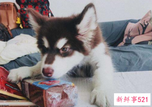 幼犬恨主人的十种表现