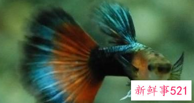 孔雀鱼饲养全攻略