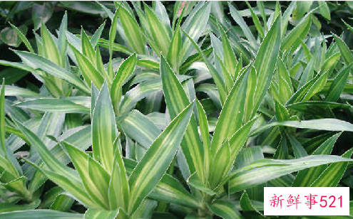 百合竹叶片发黄的原因及解决方法是什么