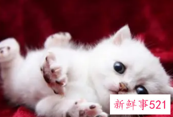 梦见猫丢了预示