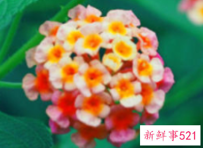 人工栽培五色梅的注意事项