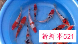 梦见养鱼死了好多鱼