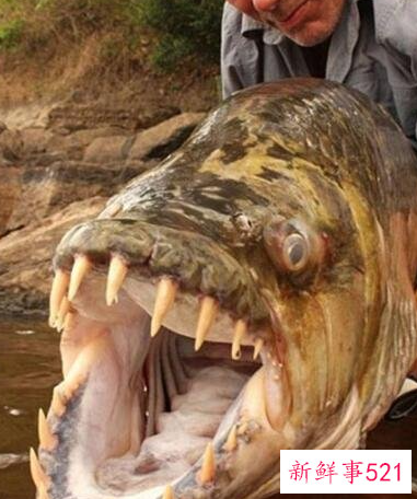 世界上最大的淡水鱼
