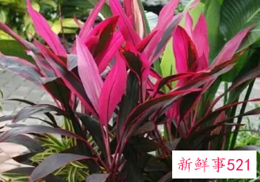 红色富贵竹怎么养才能更旺盛