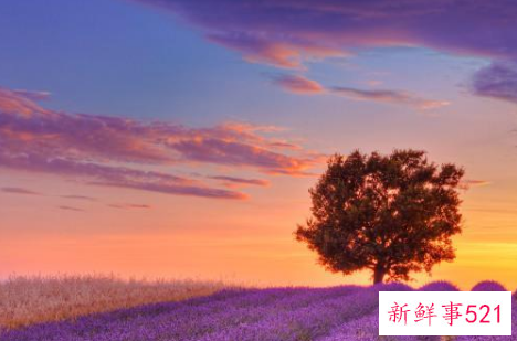 中国最大的薰衣草种植基地