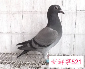 女人梦见灰色鸽子好吗