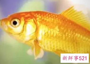 已婚女人梦见鱼和水