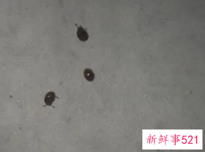 梦见家里很多虫子是什么意思