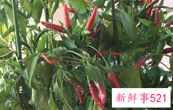 露台上适合种什么树