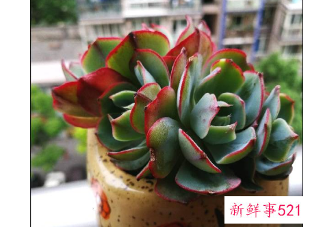 酒精帮多肉植物杀虫杀菌