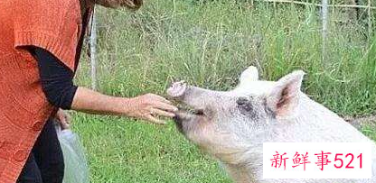 梦见老母猪拱我