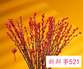 客厅适合放什么干花招财