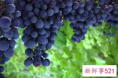 请问葡萄有什么作用和功效