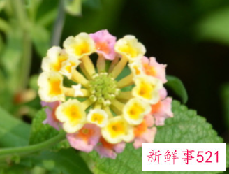 人工栽培五色梅的注意事项