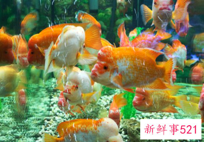 鱼缸怎么清洗小妙招