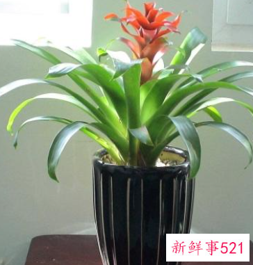 春节家庭摆放鲜花