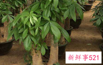 发财树死了复活方法如下