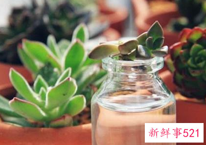 多肉植物怎么养多肉怎么浇水