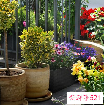 阳台摆放花草有什么讲究