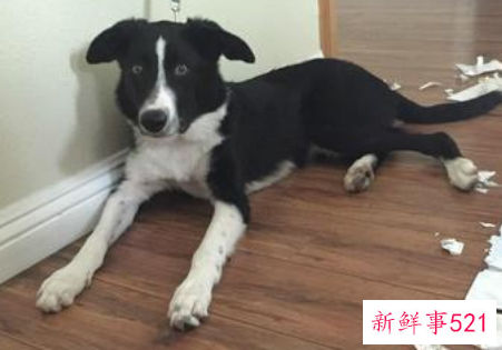 幼犬恨主人的十种表现