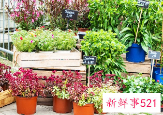 露台上适合种什么树