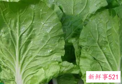 青菜和白菜的营养区别