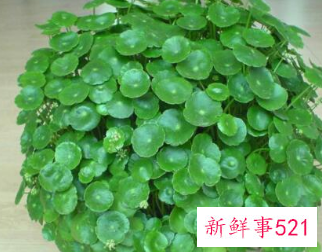 客厅放什么花最旺财