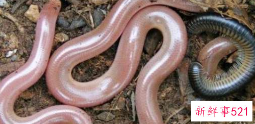 世界上最短小的蛇是什么