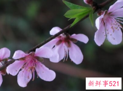 春节家庭摆放鲜花