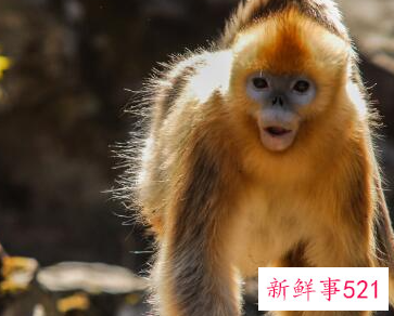 猴与十二生肖的配对