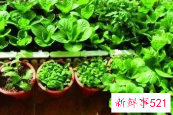 露台上适合种什么树