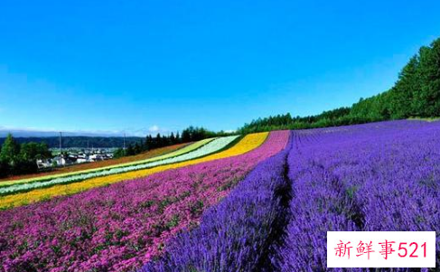 中国最大的薰衣草种植基地