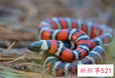 梦见好多的蛇是怎么回事