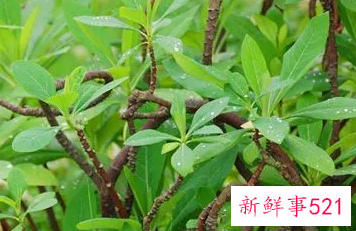 三百棒的功效与作用