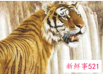 属虎的做什么生意好